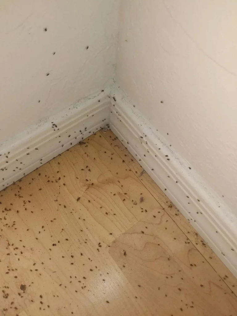 Tiny Bugs On Walls And Ceiling