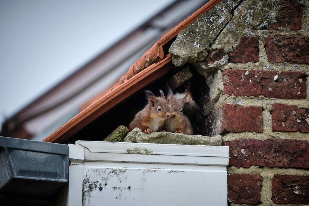 Squirrels In Ceiling Of Apartment