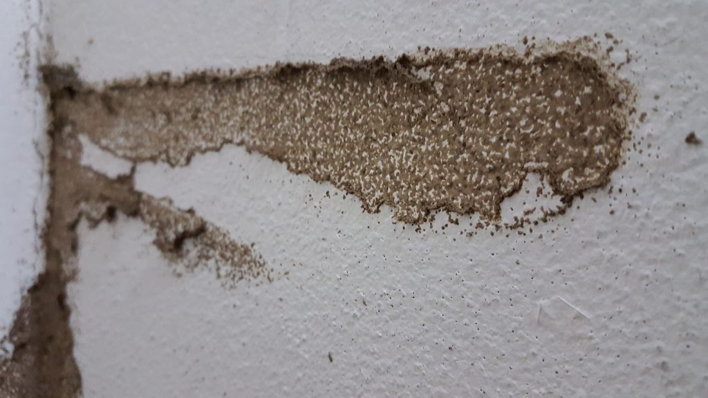 Termite Exit Holes In Ceiling