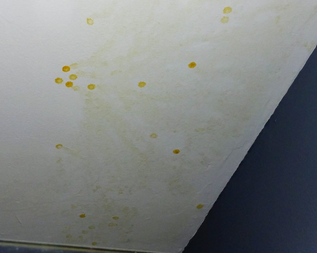 Yellow Mold On Bathroom Ceiling