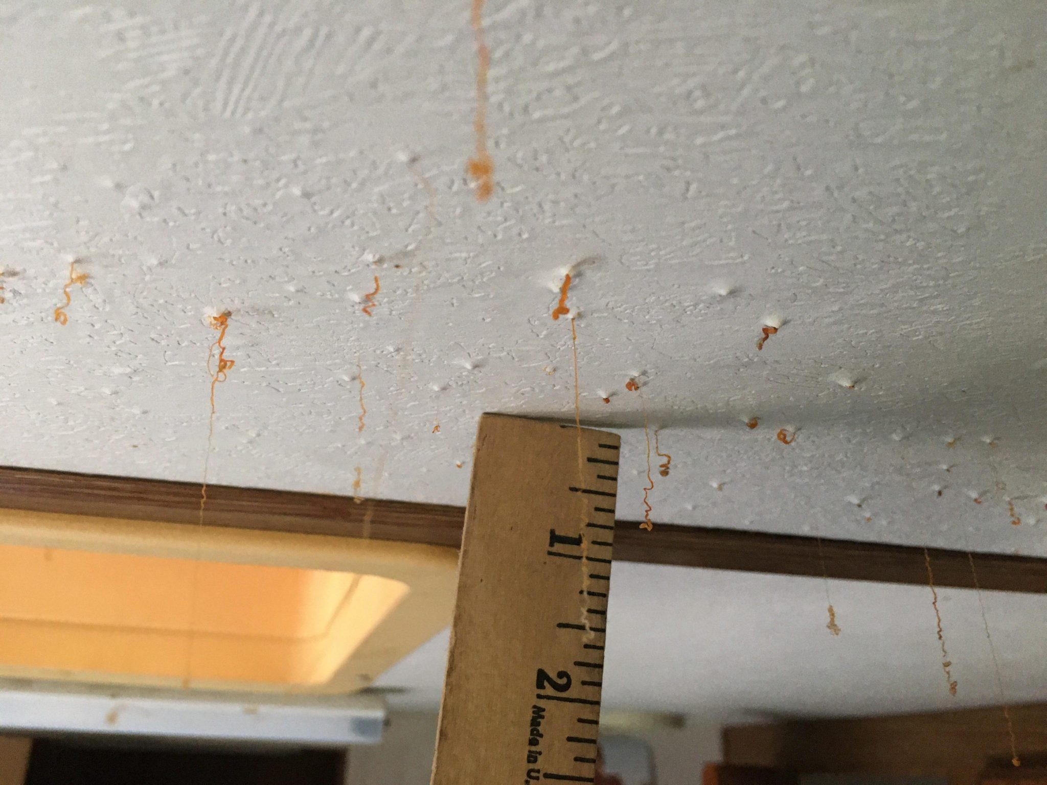 understanding-and-tackling-orange-mold-on-ceiling-unveiling-the-intrigue