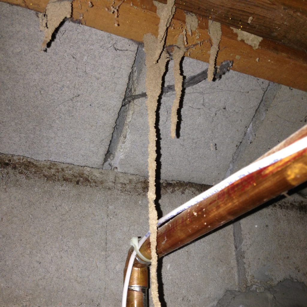 Termite Tubes From Ceiling