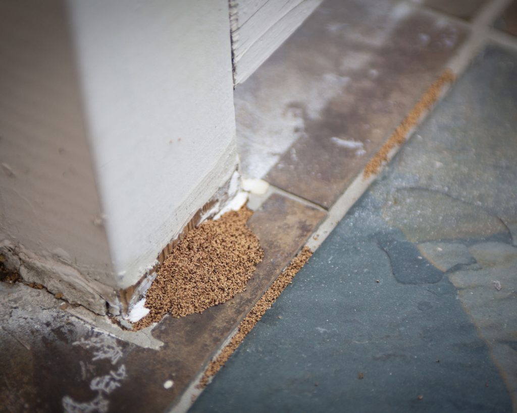 Termites In Ceiling Drywall