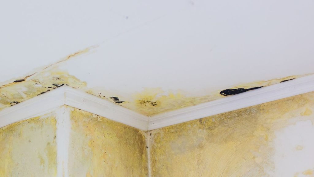 Yellow Mold On Ceiling