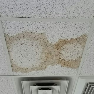 Mold In Ceiling Tiles