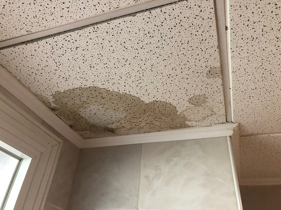 Mold On Ceiling Tiles