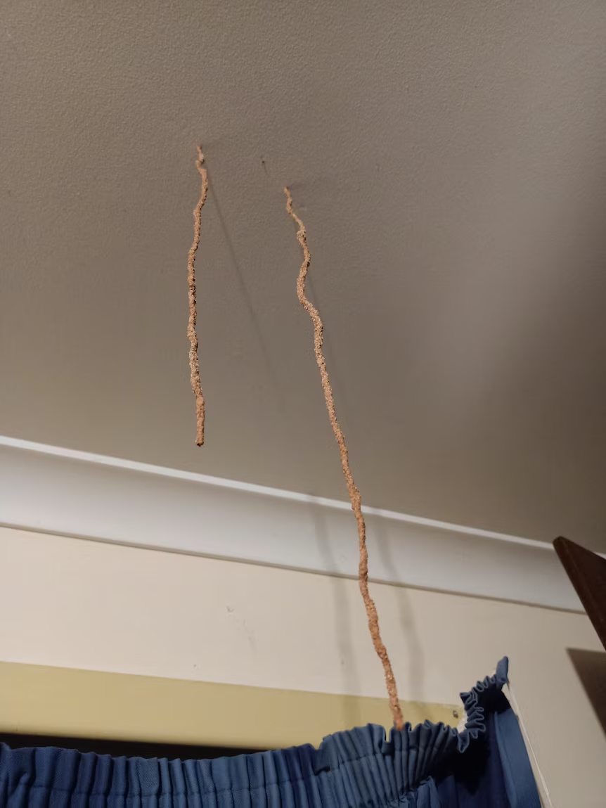 Termite Tubes Hanging From Ceiling