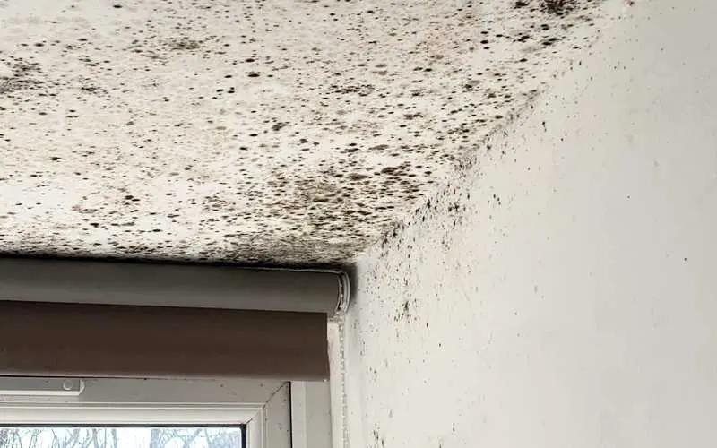 Black Mold On Ceiling Tiles